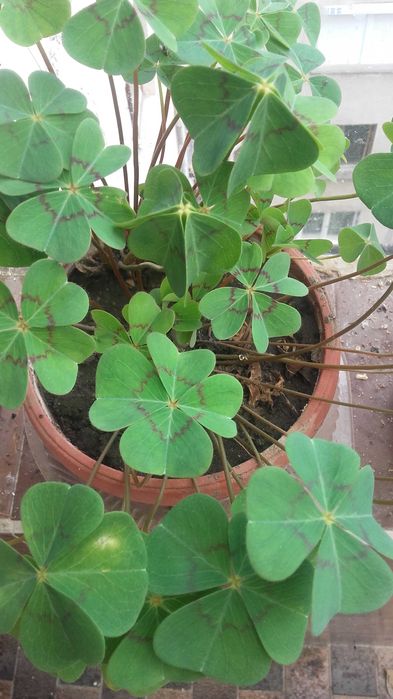 Четирилистна детелина