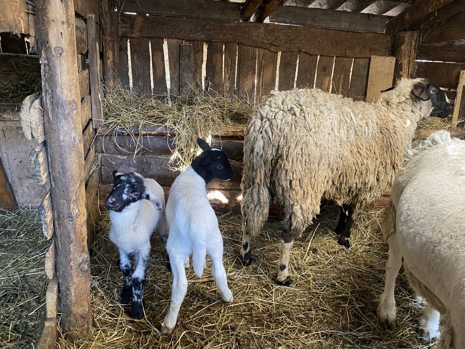 Vand oaie carabasa  cu mieluta