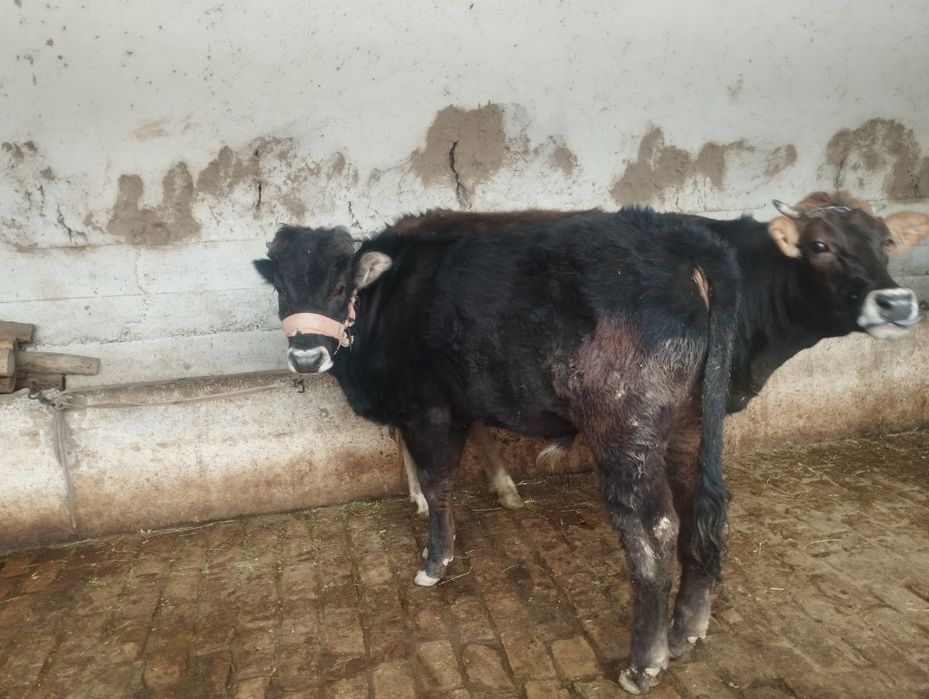 Шивит моллар сотилади