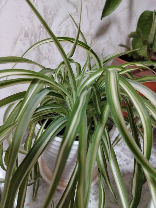 Комнатные цветы по 1.500