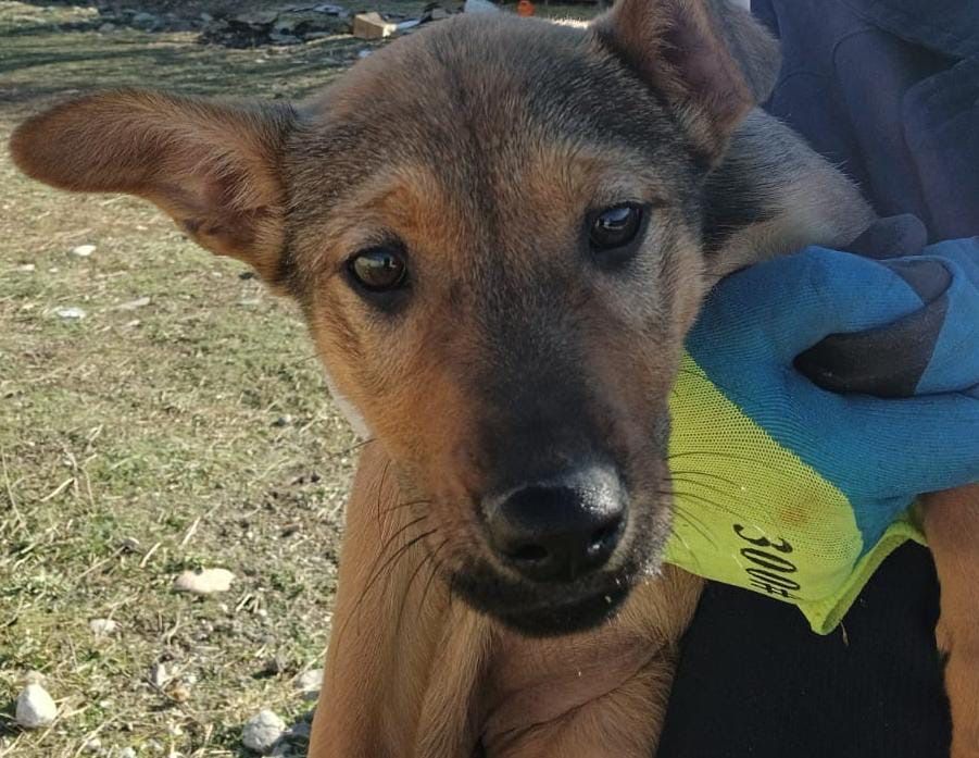 Отдам щенков в добрые руки