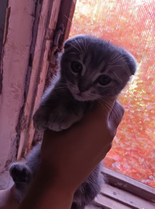 Продаю двух котят