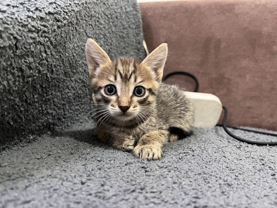 Отдам в добрые руки котят