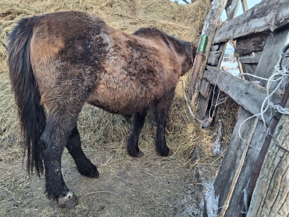 Семіртілген бие сатылады