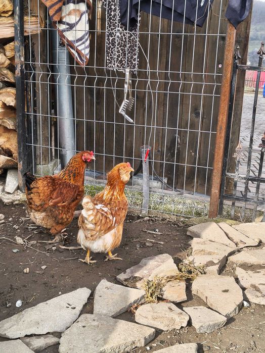 Vând ouă de casă bio pentru consum și incubat