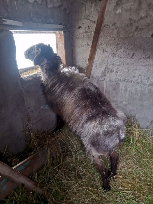 Продам Қошқар Сатылады