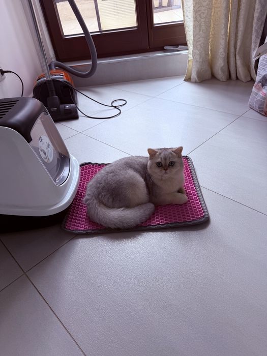 Мъжко коте британска късокосместа