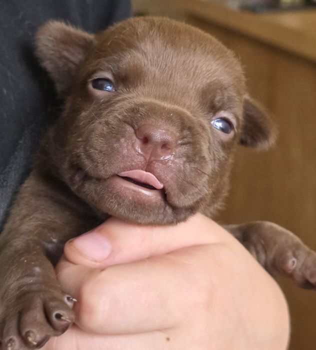 Продам щенков американский булли