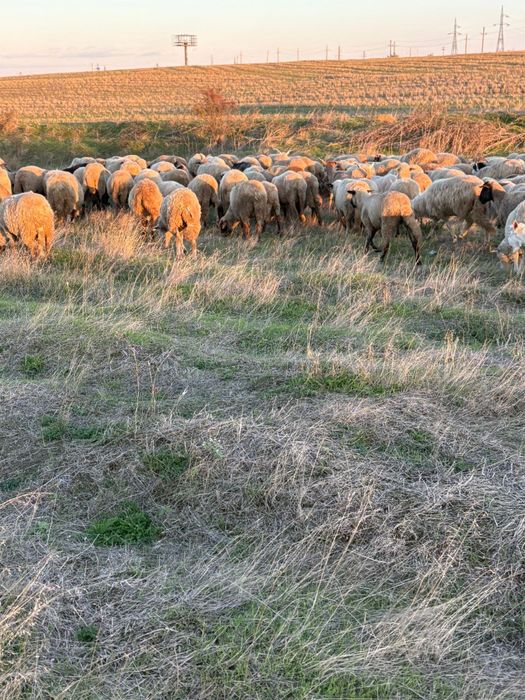 Oi sii capre de vanzare