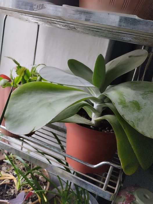 Толстяка , необычная.