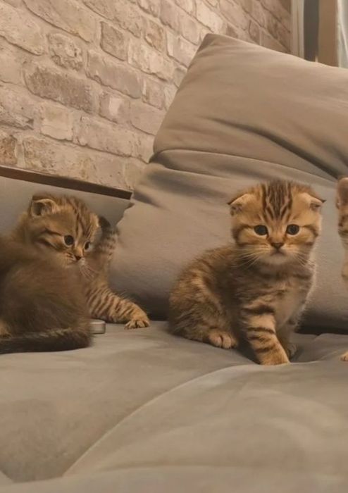 Брианские мальчики и девочки, 1.5мес