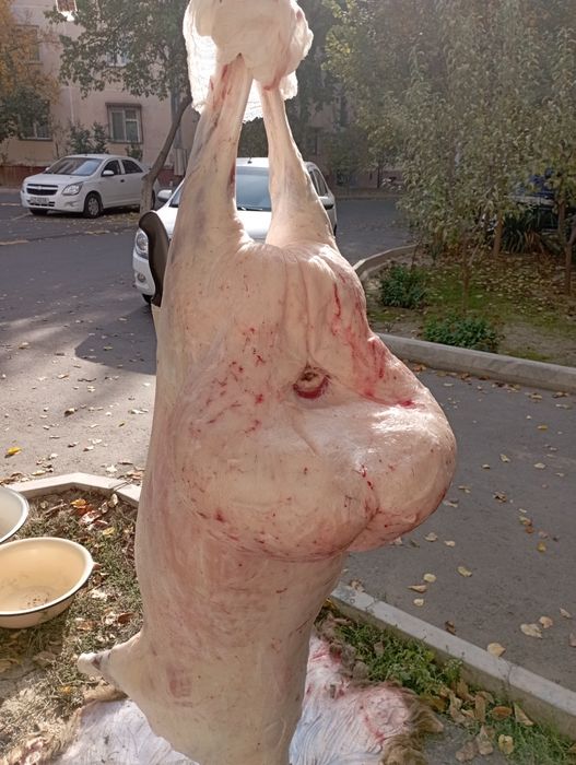 Qassob - Қассоб сервис