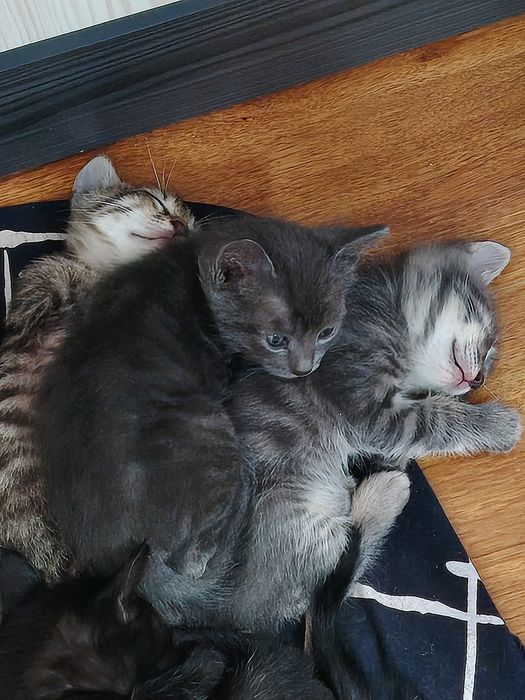 Котята в добрые руки, Бесплатно