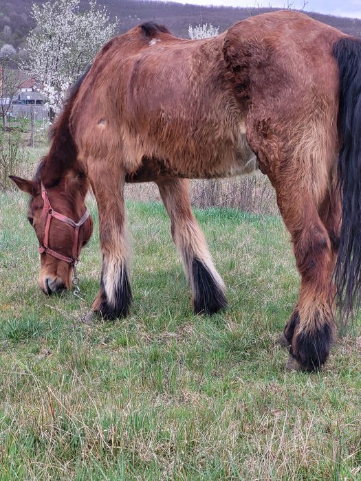 3 caii de vanzare la pachet