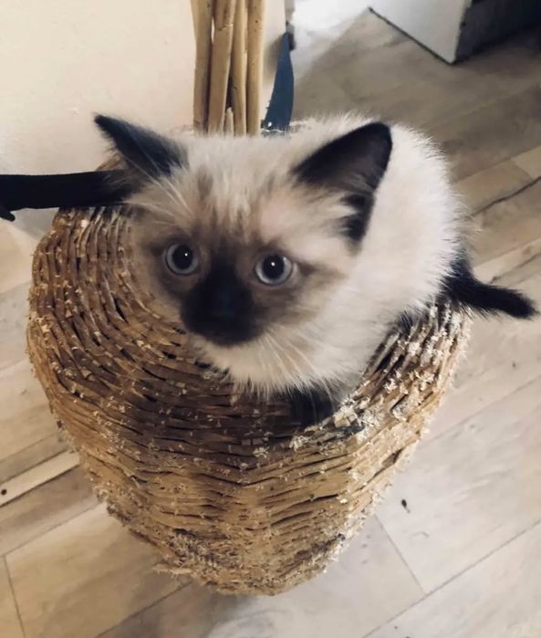 Сиамские Котята в Дар!