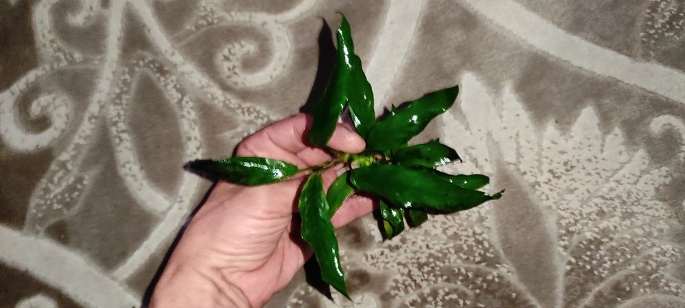 Анубиас узколистный