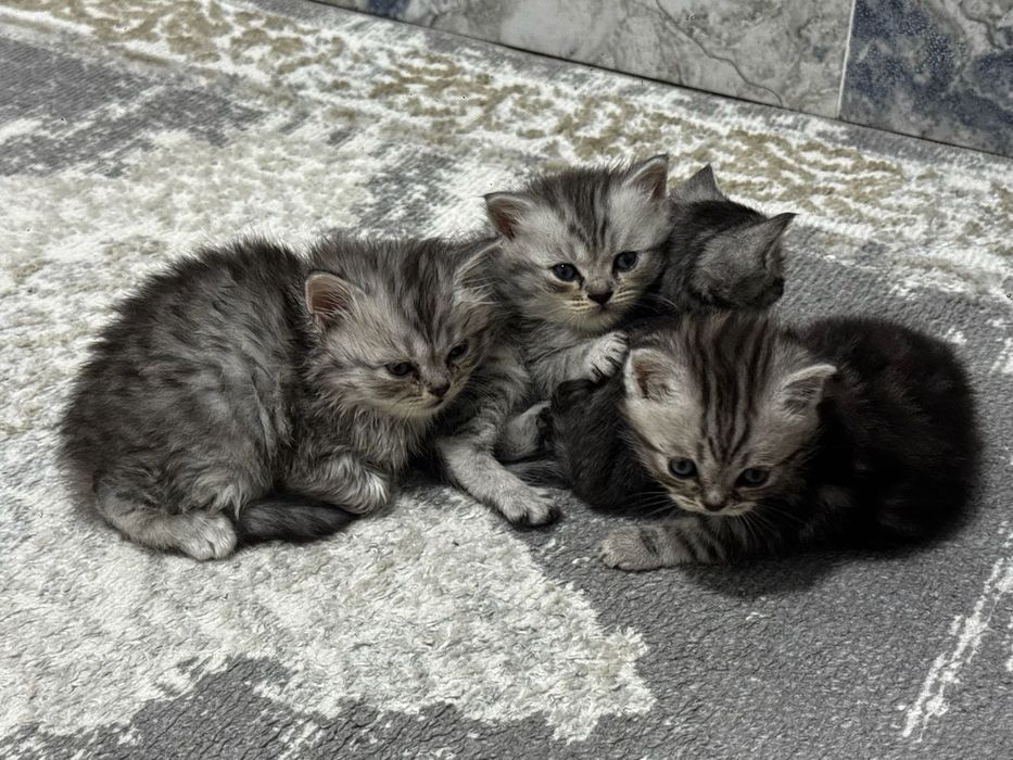 Котята британские