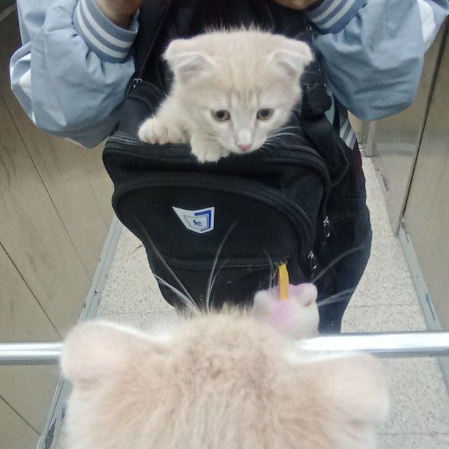 Кошка фолд  асалча