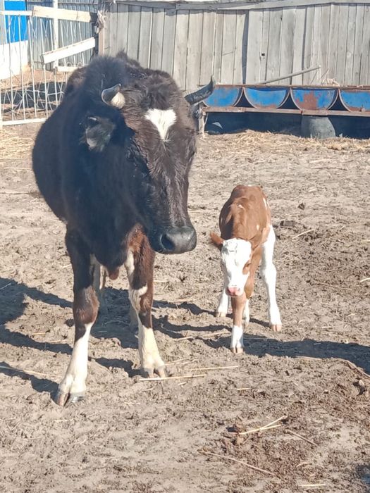 Бузаулы сиыр сатылады