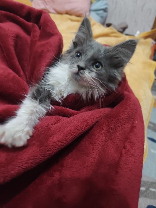 Котёнок бесплатно