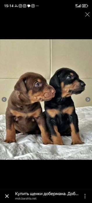 Doberman bolalariga OLDINDAN ZAKAZ OLAMIZ