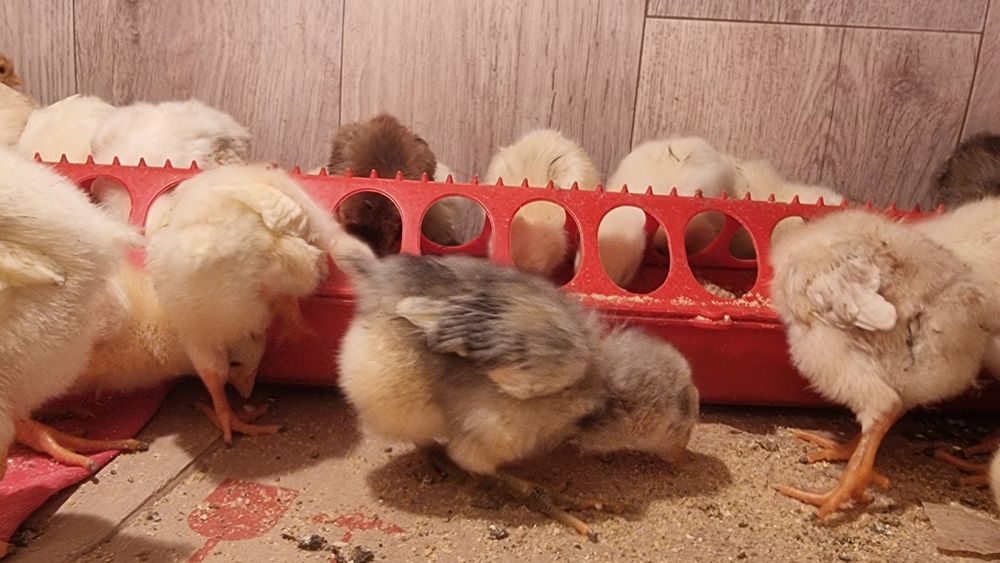 Продам цыплят несушек
