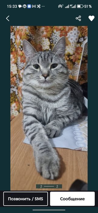 Отдам Кота в Добрые Руки