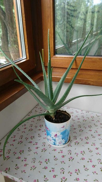 Продам Алоэ Вера