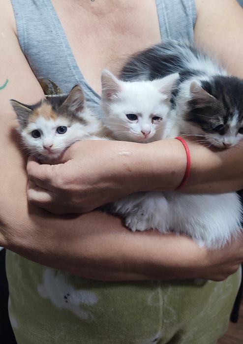 Отдам в Добрые Руки Котят