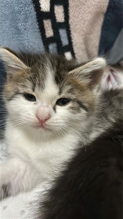 Котята бесплатно в добрые руки