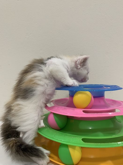 Девочки мейнкун с родословными