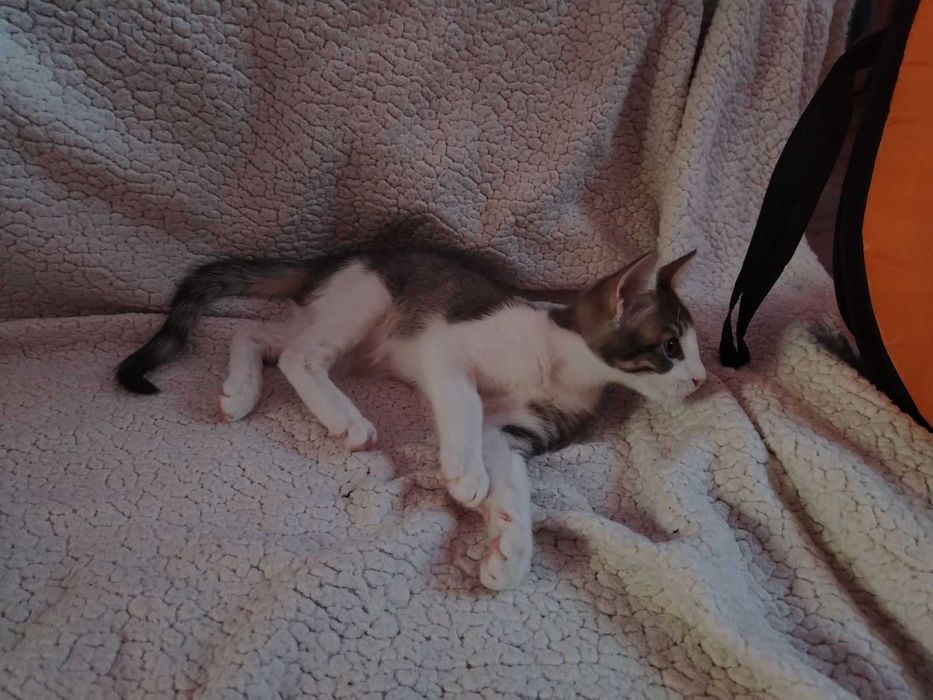 Котета търсят дом