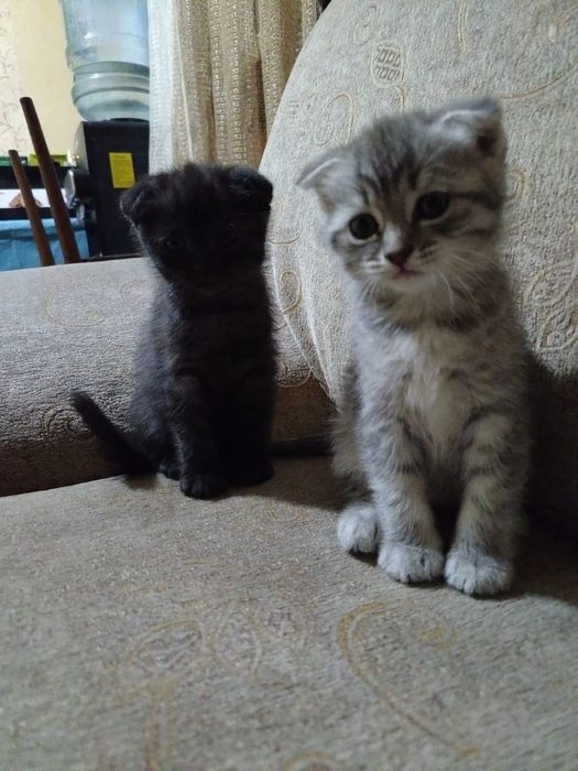 Продам 2 ангелочков