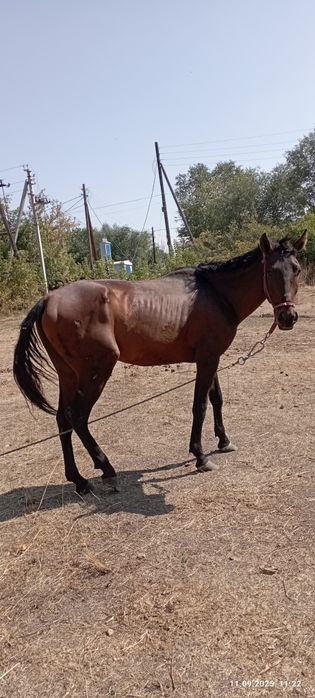 Продам лошадь харошая