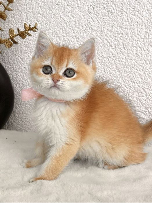 Fetiță superba british shorthair golden chinchilla! Pedigree WCF