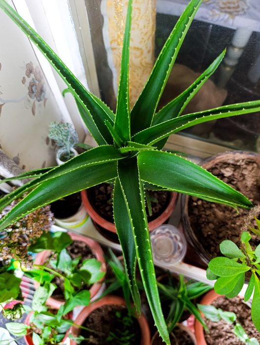 Алое лечебный  5-ти летньий