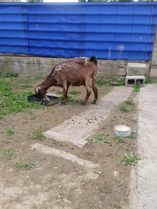 Коза молодая первоокотка