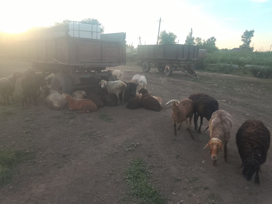 Продам овец, ягнят,корову,телку
