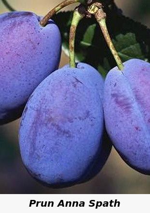 Cais umberto.Ciresi Gisella Pruni Meri Trandafir damasc Migdal Gutui