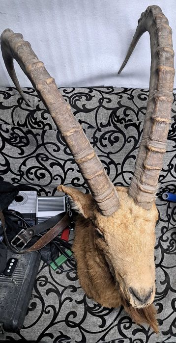 Чучело Горного козла