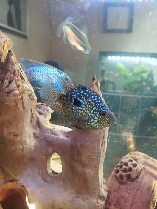 Продаю  аквариума с рыбами 200 л аквариум