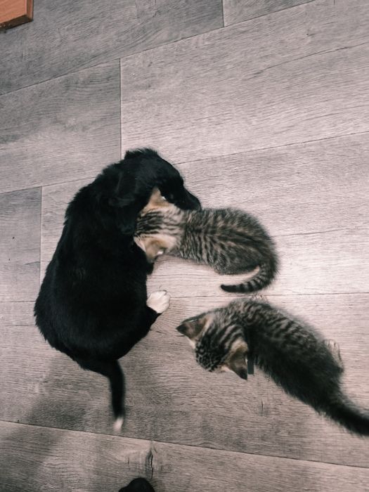 Отдаем щенков помесь со Спаниэлем