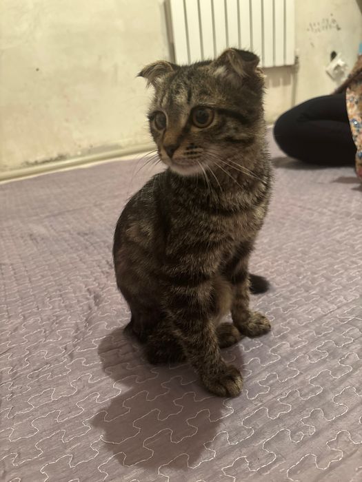 Хотим отдат котёнка в хорошые руки