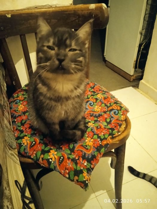 Роздам солнечно рыжых красивых котят!!!