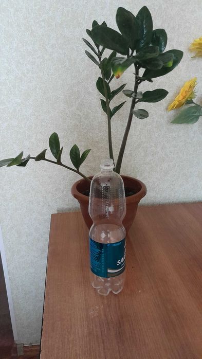 Замиокулькас или долларовое дерево.