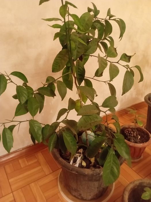 Мандариновое дерево