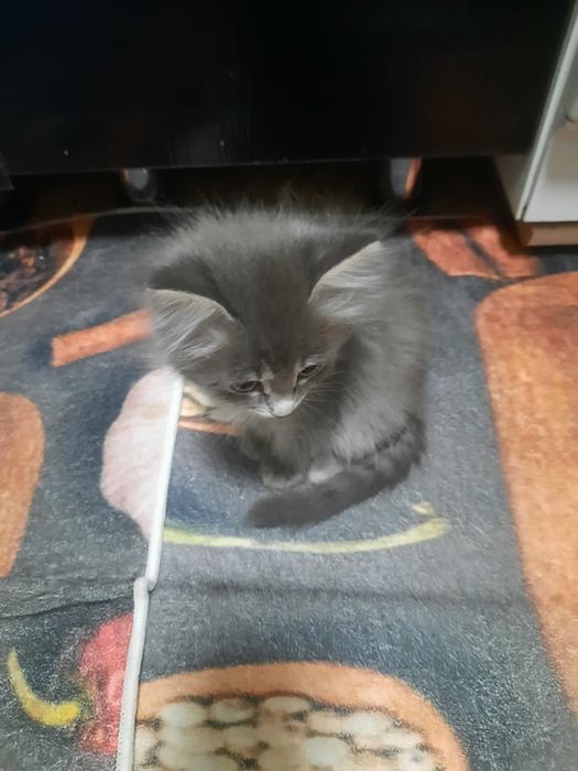 кошечка, а добрые руки