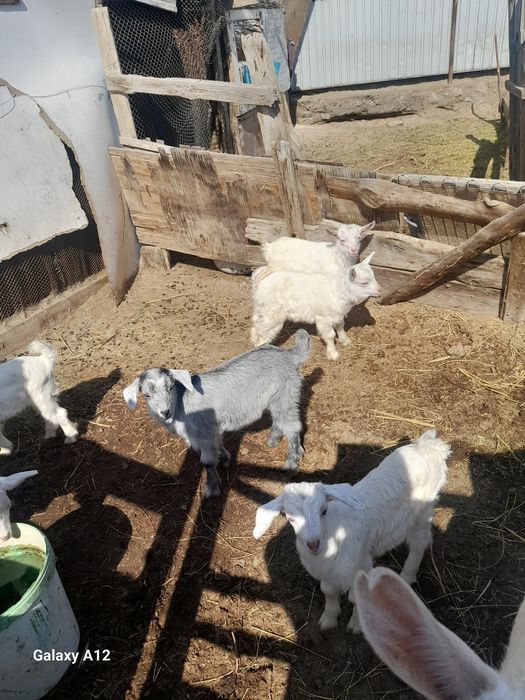 Занен лактар сатылады