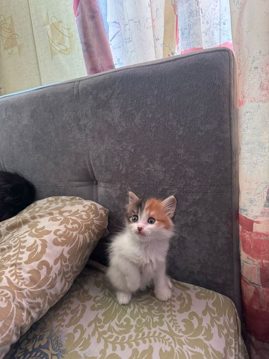 Котенок ищет дом