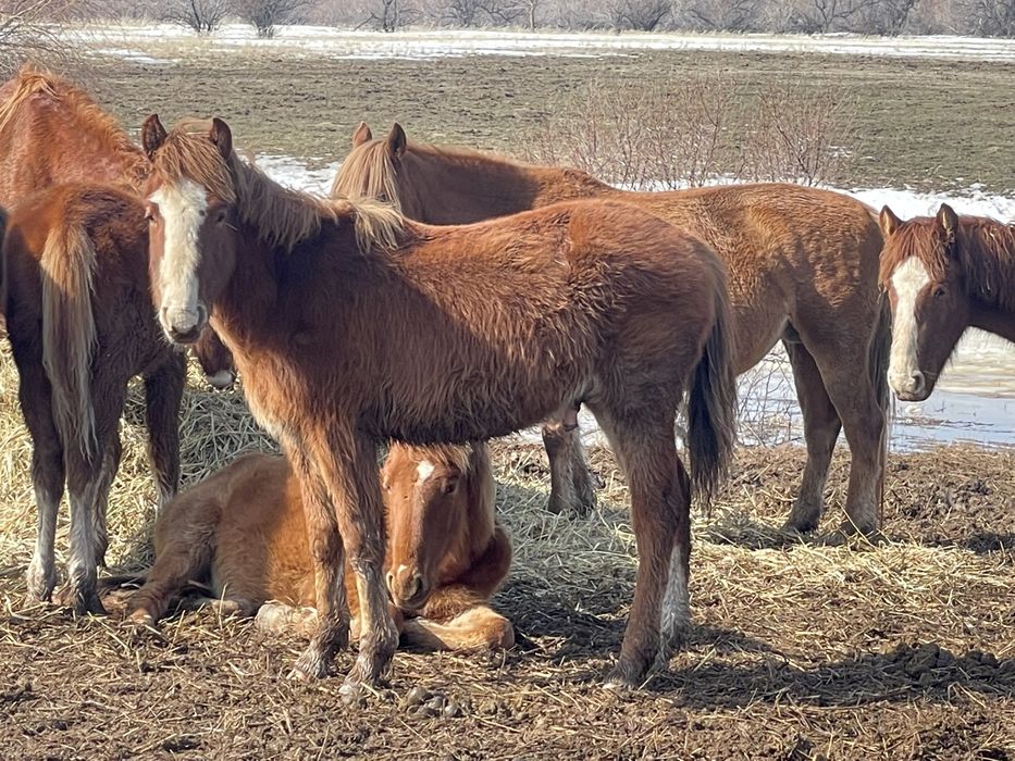 Продам жеребцов 25 голов
